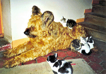 Griffith et ses amis (à la maison)