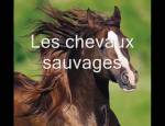 Les chevaux sauvages